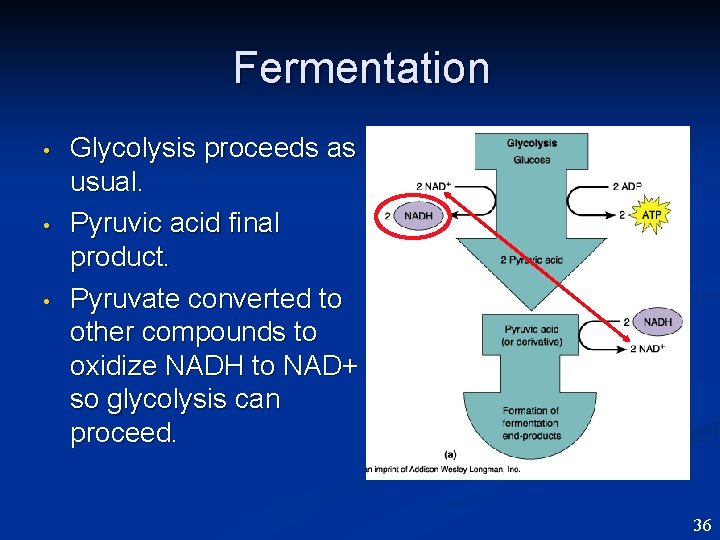 Fermentation • • • Glycolysis proceeds as usual. Pyruvic acid final product. Pyruvate converted