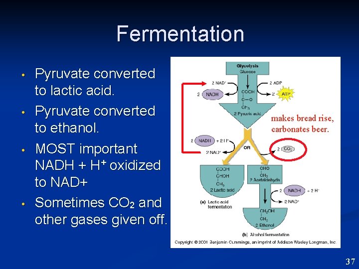 Fermentation • • Pyruvate converted to lactic acid. Pyruvate converted to ethanol. MOST important