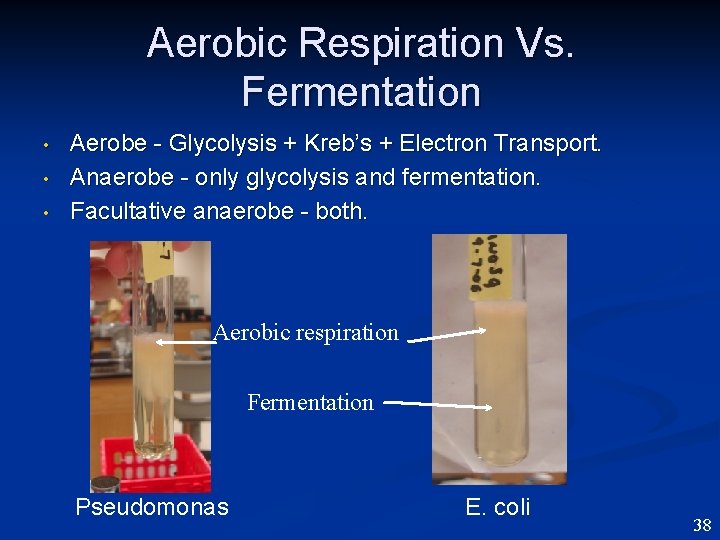 Aerobic Respiration Vs. Fermentation • • • Aerobe - Glycolysis + Kreb’s + Electron