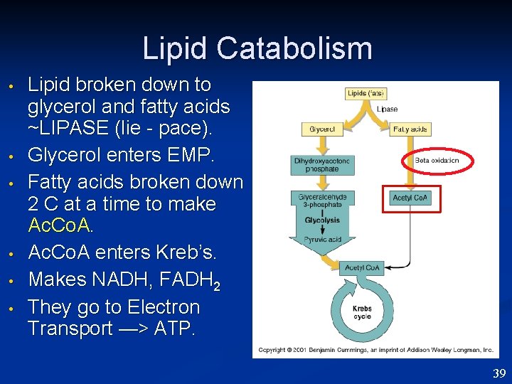 Lipid Catabolism • • • Lipid broken down to glycerol and fatty acids ~LIPASE