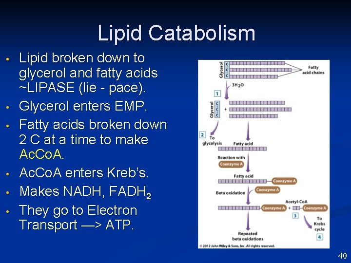 Lipid Catabolism • • • Lipid broken down to glycerol and fatty acids ~LIPASE