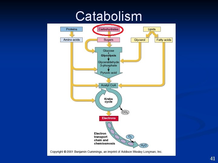 Catabolism 41 