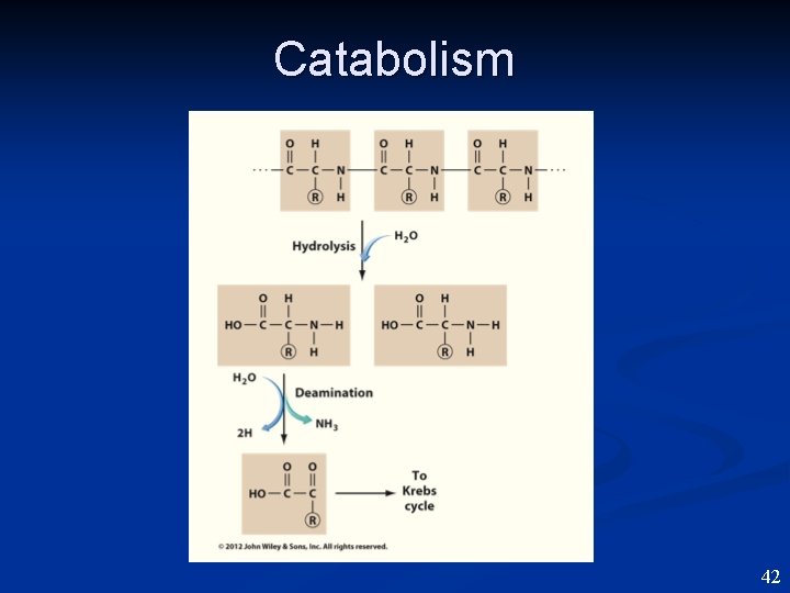 Catabolism 42 