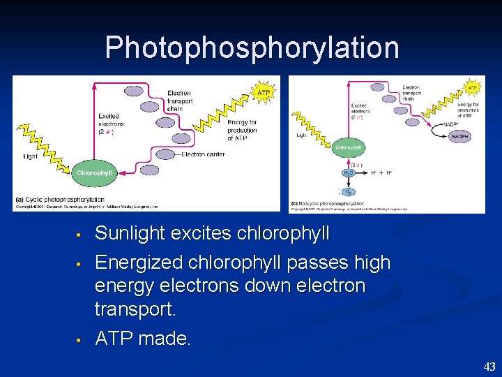 Photophosphorylation • • • Sunlight excites chlorophyll Energized chlorophyll passes high energy electrons down