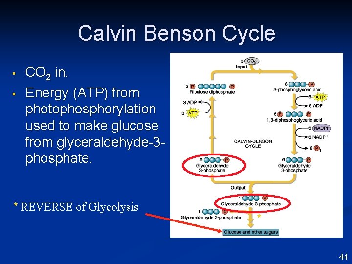 Calvin Benson Cycle • • CO 2 in. Energy (ATP) from photophosphorylation used to