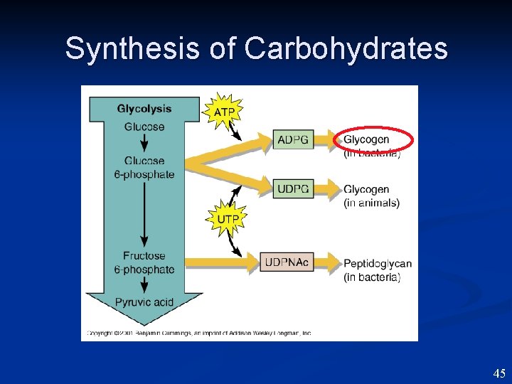 Synthesis of Carbohydrates 45 