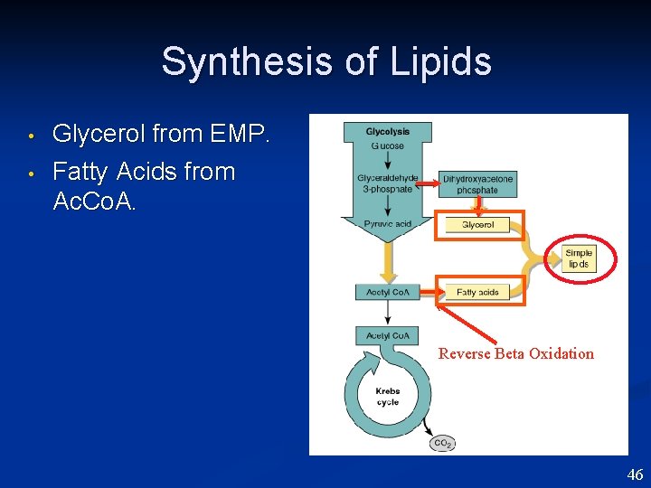 Synthesis of Lipids • • Glycerol from EMP. Fatty Acids from Ac. Co. A.