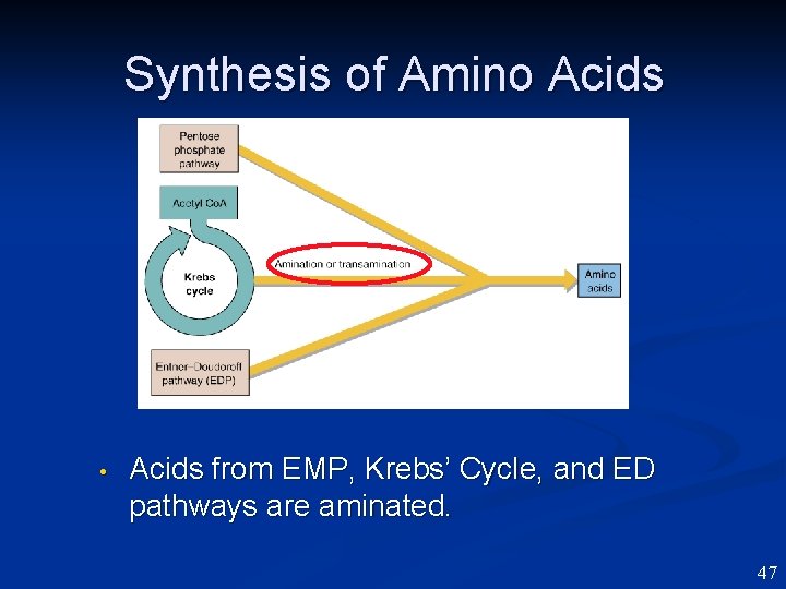 Synthesis of Amino Acids • Acids from EMP, Krebs’ Cycle, and ED pathways are