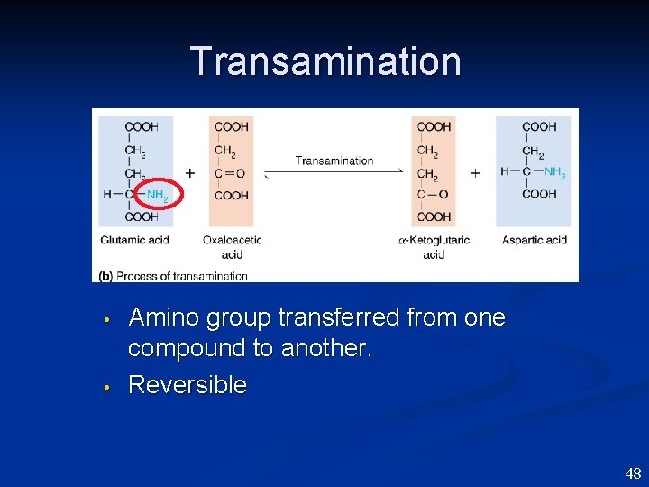 Transamination • • Amino group transferred from one compound to another. Reversible 48 