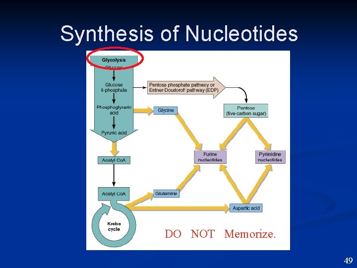 Synthesis of Nucleotides DO NOT Memorize. 49 