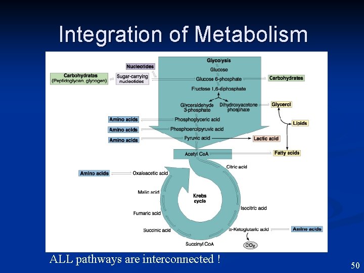 Integration of Metabolism ALL pathways are interconnected ! 50 