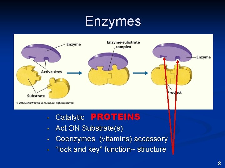 Enzymes • • Catalytic PROTEINS Act ON Substrate(s) Coenzymes (vitamins) accessory “lock and key”