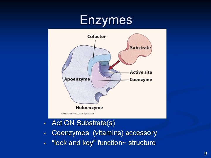 Enzymes • • • Act ON Substrate(s) Coenzymes (vitamins) accessory “lock and key” function~