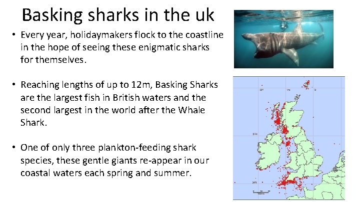 Basking sharks in the uk • Every year, holidaymakers flock to the coastline in