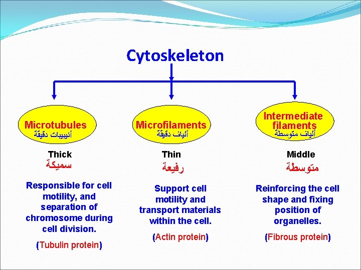 Cytoskeleton Microtubules ﺃﻨﻴﺒﻴﺒﺎﺕ ﺩﻗﻴﻘﺔ Thick ﺳﻤﻴﻜﺔ Responsible for cell motility, and separation of chromosome