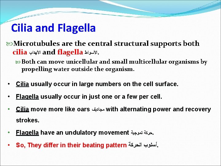 Cilia and Flagella Microtubules are the central structural supports both cilia ﺍﻷﻬﺪﺍﺏ and flagella