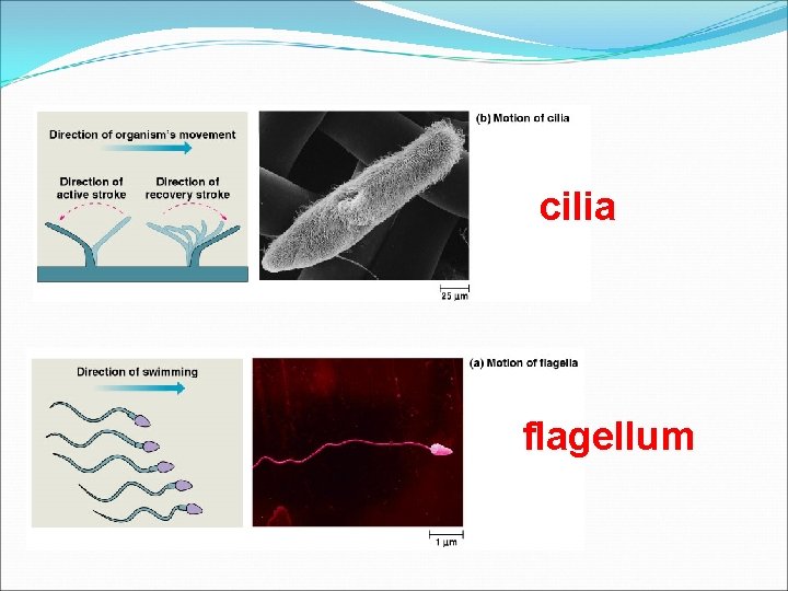 cilia flagellum 