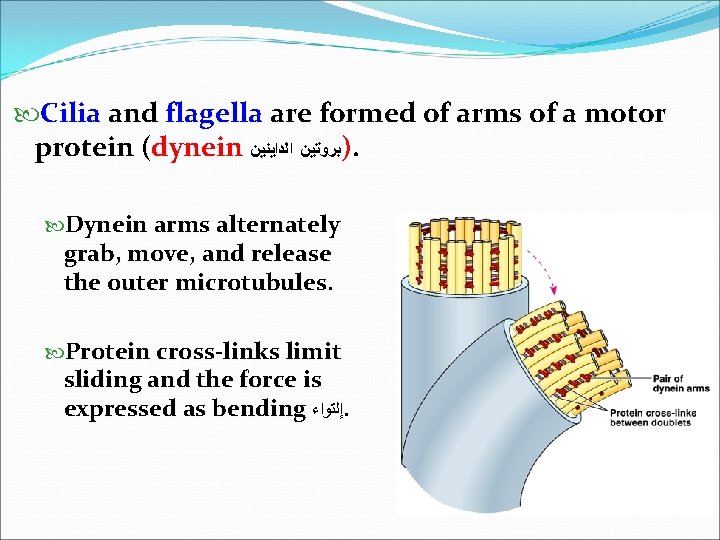  Cilia and flagella are formed of arms of a motor protein (dynein )ﺑﺮﻭﺗﻴﻦ