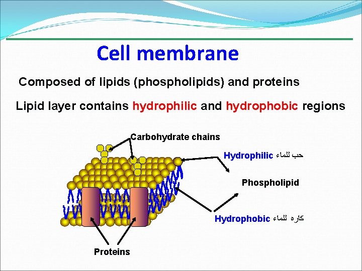 Cell membrane Composed of lipids (phospholipids) and proteins Lipid layer contains hydrophilic and hydrophobic