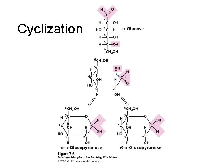 Cyclization 