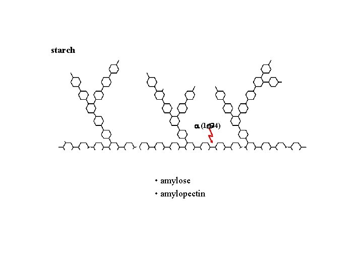 starch (1, 4) • amylose • amylopectin • dextrins 