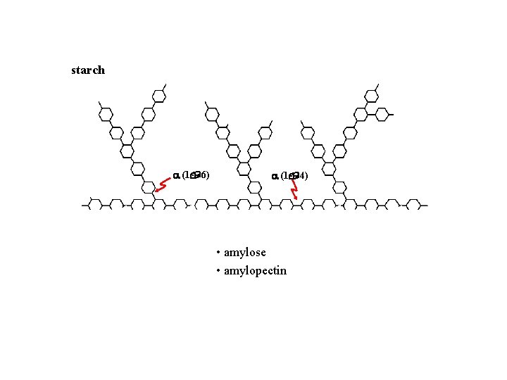 starch (1, 6) (1, 4) • amylose • amylopectin • dextrins 