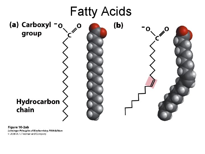 Fatty Acids 