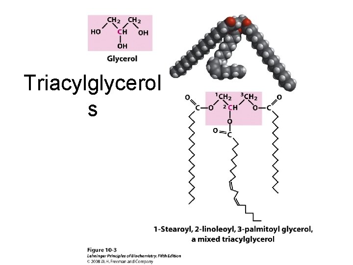 Triacylglycerol s 