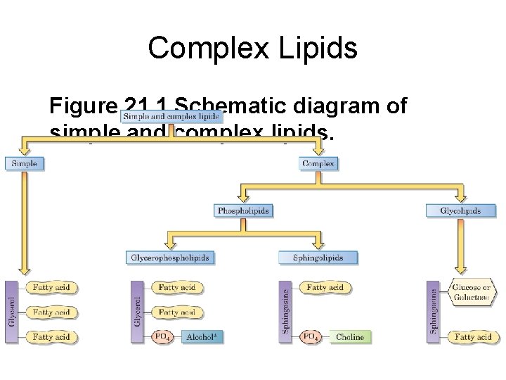 Complex Lipids Figure 21. 1 Schematic diagram of simple and complex lipids. 