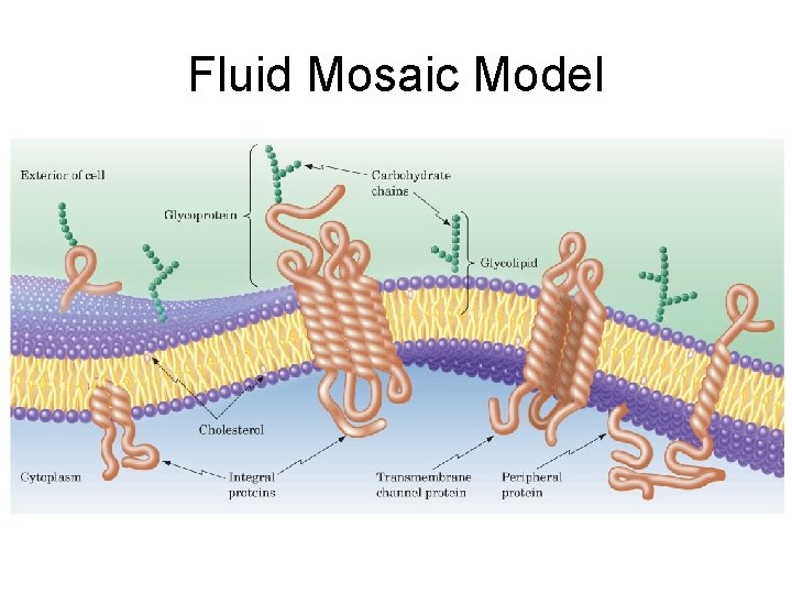 Fluid Mosaic Model Figure 21. 2 The fluid mosaic model of membranes. 