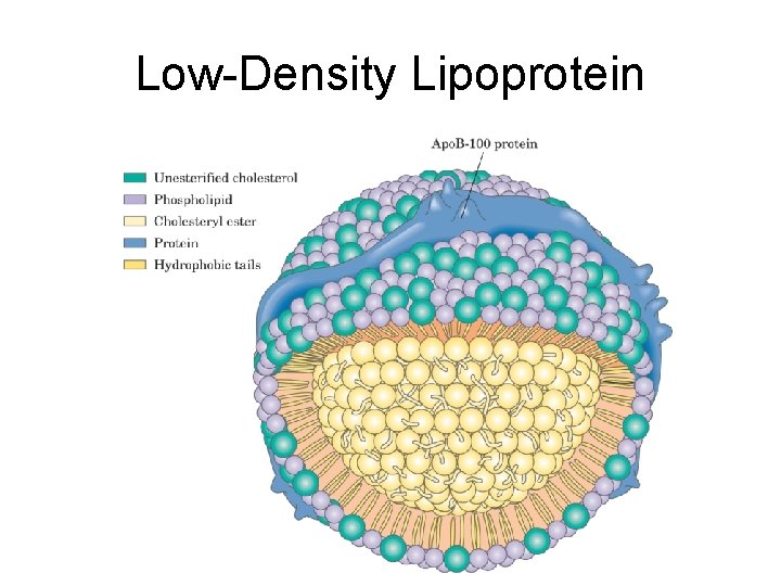 Low-Density Lipoprotein 