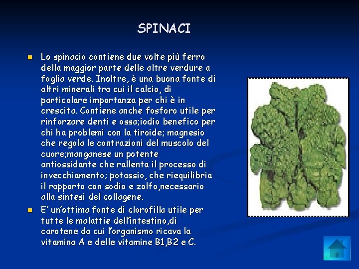 SPINACI n n Lo spinacio contiene due volte più ferro della maggior parte delle