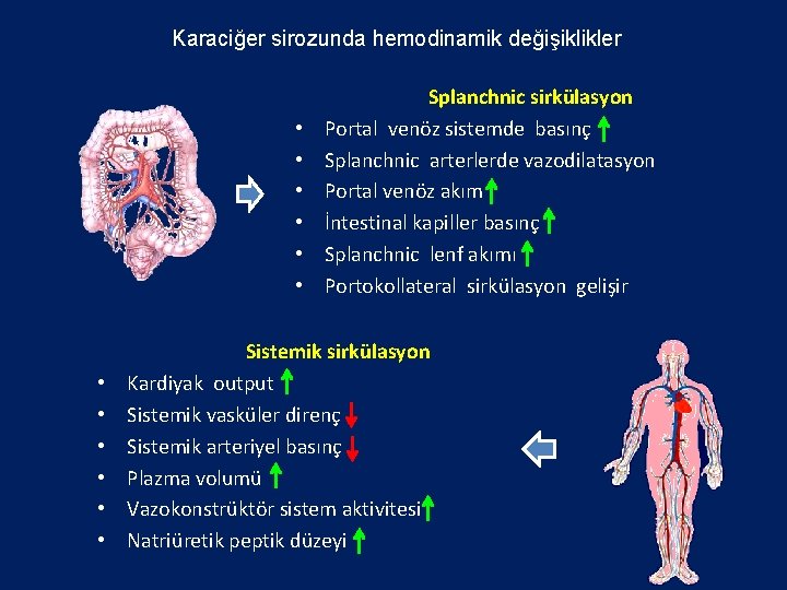 Karaciğer sirozunda hemodinamik değişiklikler • • • Splanchnic sirkülasyon Portal venöz sistemde basınç Splanchnic