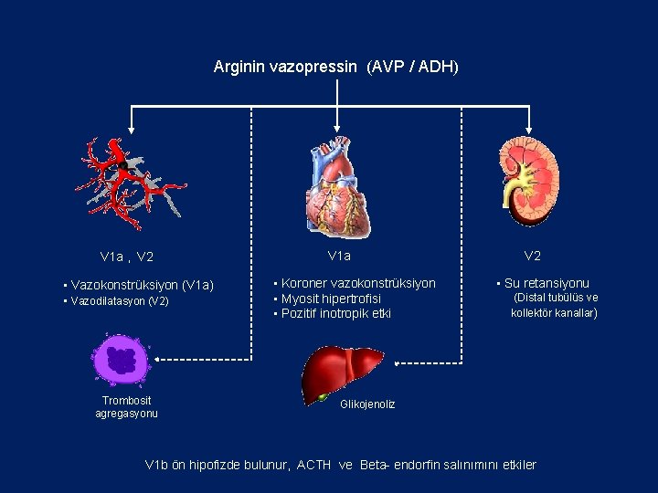 Arginin vazopressin (AVP / ADH) V 1 a , V 2 • Vazokonstrüksiyon (V