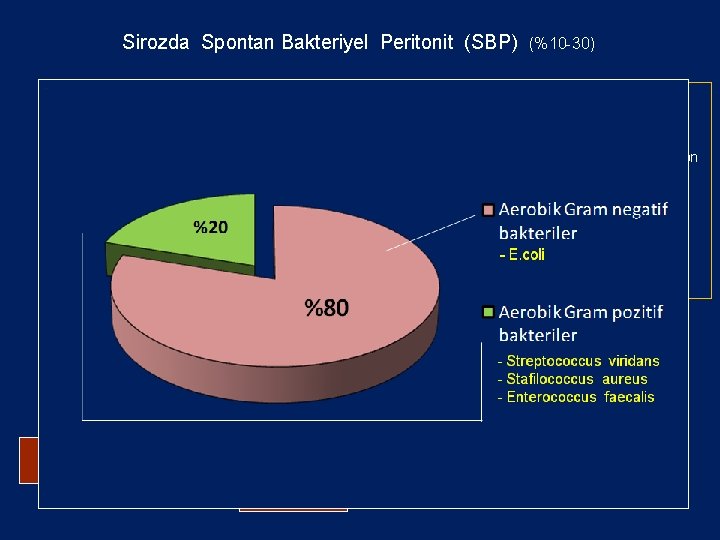 Sirozda Spontan Bakteriyel Peritonit (SBP) Bağırsaklar (%10 -30) Bağırsak florası Bakteriyel aşırı çoğalma Permaabilite