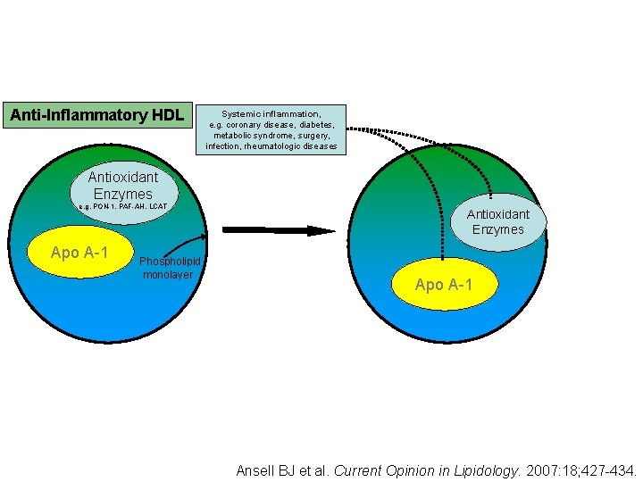 Anti-Inflammatory HDL Systemic inflammation, e. g. coronary disease, diabetes, metabolic syndrome, surgery, infection, rheumatologic