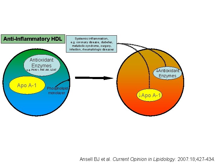 Anti-Inflammatory HDL Antioxidant Enzymes e. g. PON-1, PAF-AH, LCAT Apo A-1 Phospholipid monolayer Systemic