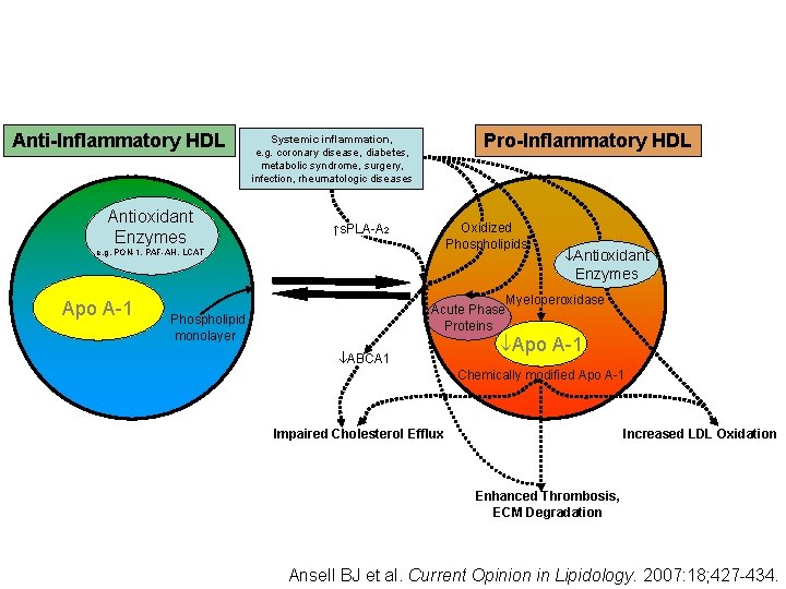 Anti-Inflammatory HDL Antioxidant Enzymes Pro-Inflammatory HDL Systemic inflammation, e. g. coronary disease, diabetes, metabolic
