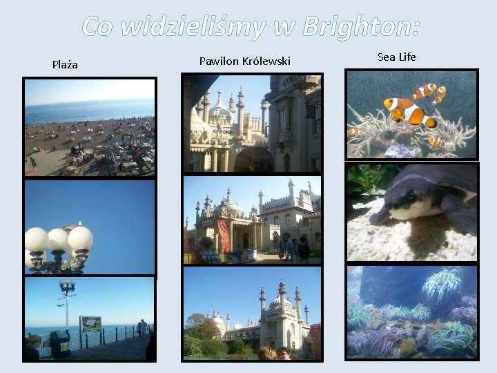 Co widzieliśmy w Brighton: Plaża Pawilon Królewski Sea Life 