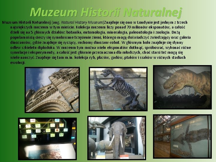 Muzeum Historii Naturalnej (ang. Natural History Museum)Znajduje się ono w Londynie jest jednym z