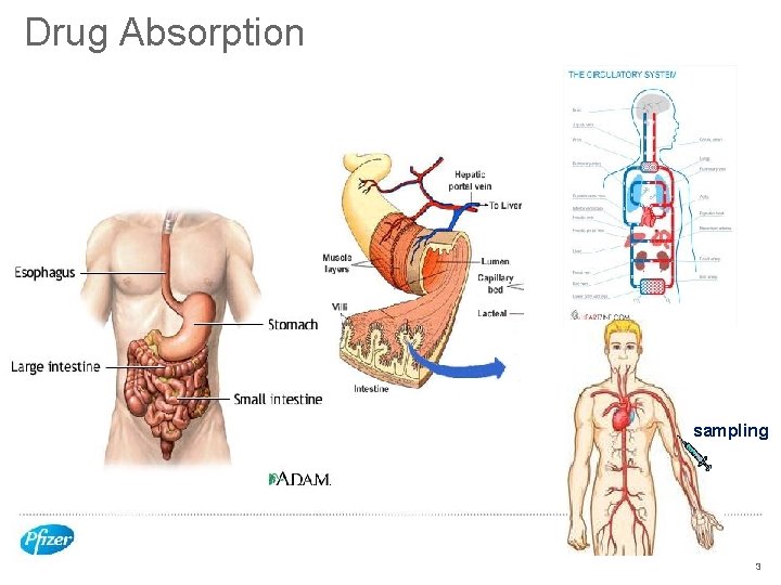 Drug Absorption sampling 3 