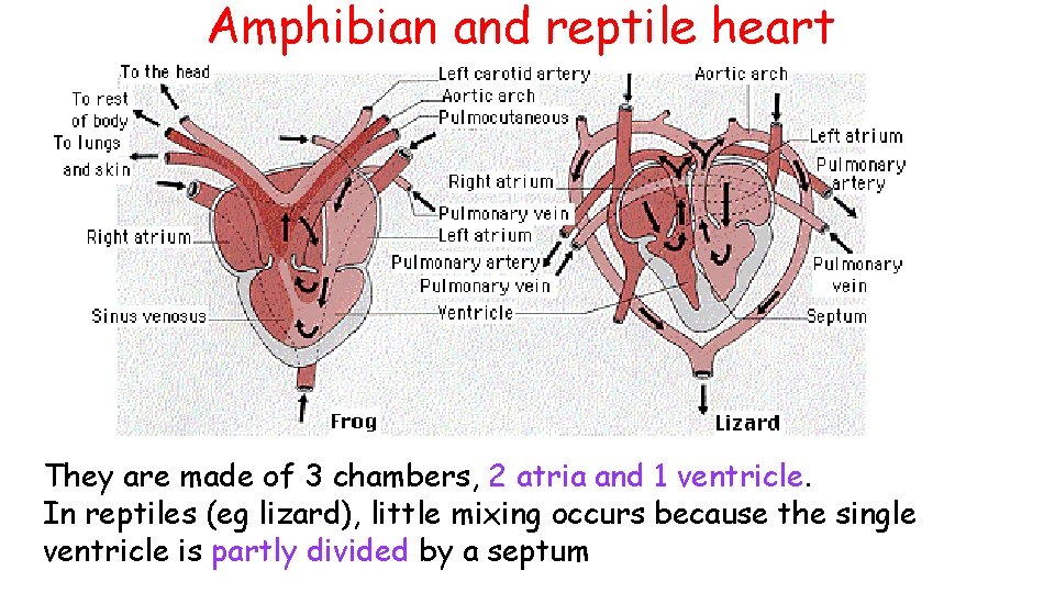 Amphibian and reptile heart They are made of 3 chambers, 2 atria and 1 Amphibian and reptile heart They are made of 3 chambers, 2 atria and 1