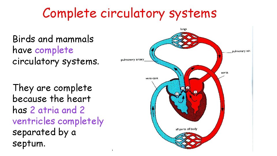 Complete circulatory systems Birds and mammals have complete circulatory systems. They are complete because