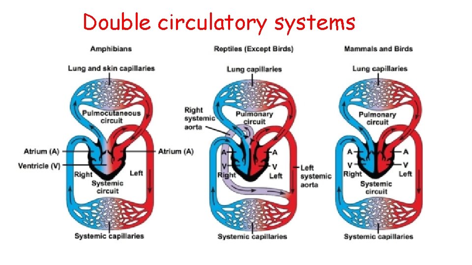 Double circulatory systems 