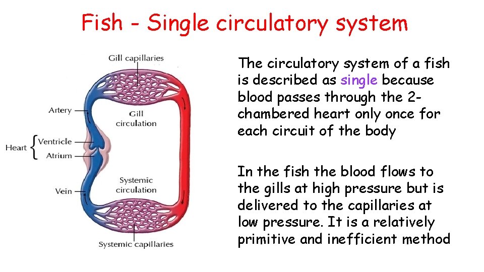 Fish - Single circulatory system The circulatory system of a fish is described as