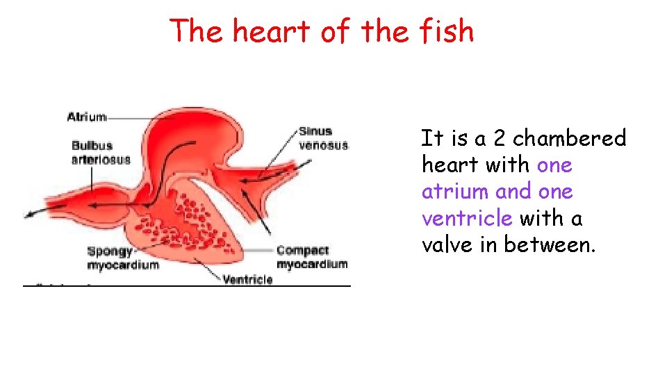 The heart of the fish It is a 2 chambered heart with one atrium The heart of the fish It is a 2 chambered heart with one atrium