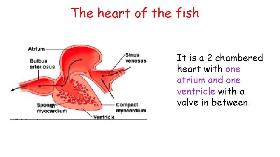 The heart of the fish It is a 2 chambered heart with one atrium