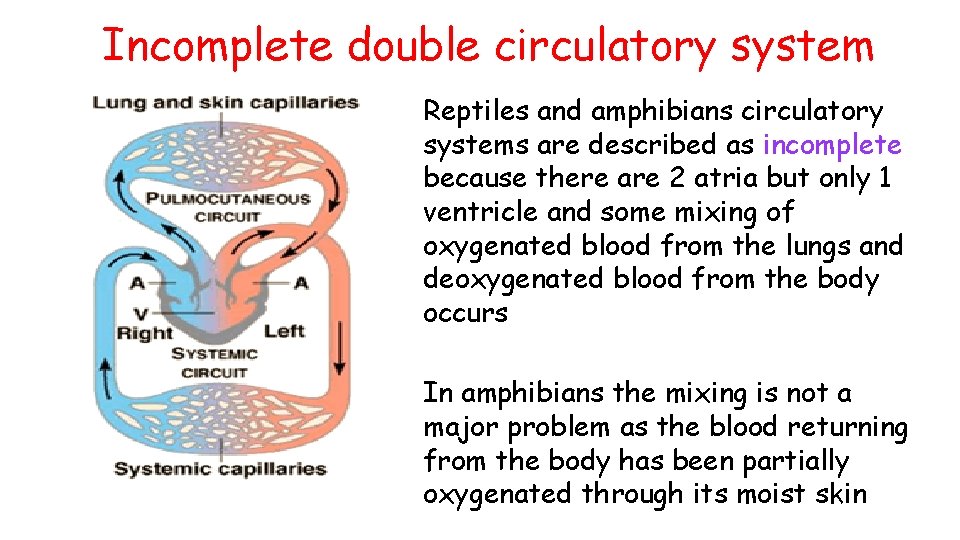 Incomplete double circulatory system Reptiles and amphibians circulatory systems are described as incomplete because