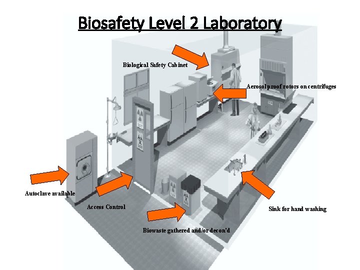 Biosafety Level 2 Laboratory Biological Safety Cabinet Aerosol proof rotors on centrifuges Autoclave available