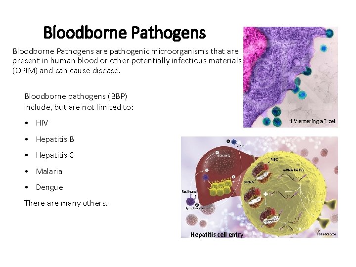 Bloodborne Pathogens are pathogenic microorganisms that are present in human blood or other potentially